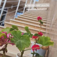 اجاره-روزانه-هفتگی-سوییت-آپارتمان-فندقلو