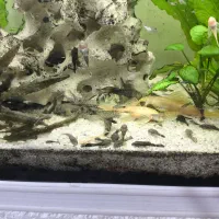 ماهی مولد|ماهی|شیراز, نصر|دیوار