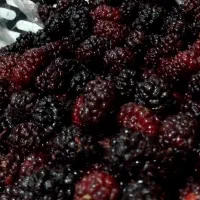 فروش فوری شاتوت