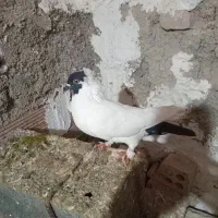 فروش کبوتر طوقی وپرستویی|پرنده|نکا, |دیوار