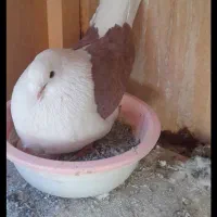 کبوتر|پرنده|مشکین‌دشت, |دیوار