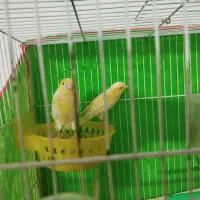 قناری جفت|پرنده|مشهد, شهید قربانی|دیوار