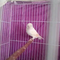 عروس هلندی قناری و قفس|پرنده|کرمان, |دیوار