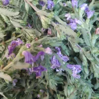 عرق بادرشم نعنا،یارپیز وانواع عرقیات