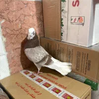 شازده کاکلی نر‌