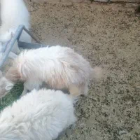 کره|حیوانات مزرعه|ماهان, |دیوار