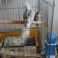 عروس هلندی کشیده و سرحال نژاد وایت فیس و سینامون|پرنده|آبادان, |دیوار