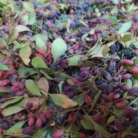 زرشک کوهی|خوردنی و آشامیدنی|قم, دورشهر|دیوار