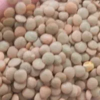 برنج و خرده برنج و حبوبات|خوردنی و آشامیدنی|شیراز, ماه فیروزان|دیوار