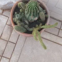 گل طبیعی|گل و گیاه طبیعی|نیشابور, شهرک رسولی|دیوار