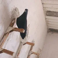 سرک و پشت سرور و دم سفی