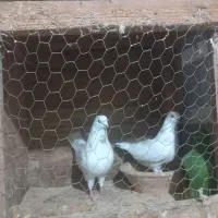 کبوتر جفتی|پرنده|سنگر, |دیوار