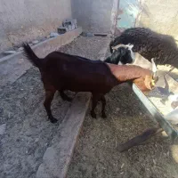 فروش بز