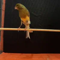 قناری نر قرص