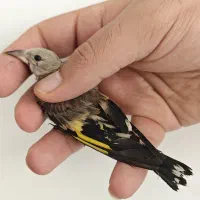جوجه سهره دارابی اصیل بی نظیر ،تعدادی دورگ بی نقص