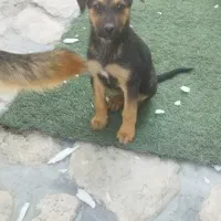 توله ژرمن اصیل|سگ|تهران, سوهانک|دیوار