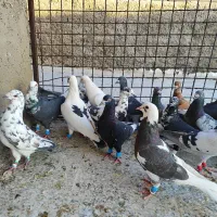 کفتر پلاکی دورگ بیرونی پرشی زرنگ