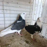 کبوتر پرشی ناب|پرنده|کاشان, امیرکبیر|دیوار