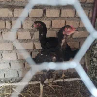 جوجه لاری 3 ماهه مرغ و خروس افغان|حیوانات مزرعه|خان ببین, |دیوار