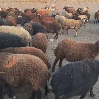 میش داشتی جوان سرحال