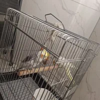 عروس هلندی|پرنده|تهران, مظاهری|دیوار
