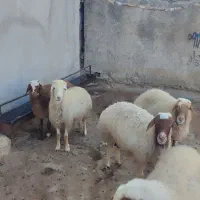 میش یا گوسفند  آبستن|حیوانات مزرعه|سیوان, |دیوار