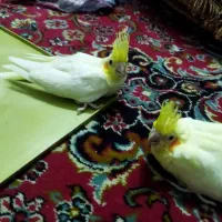 سلام جوجه عروس نژاد 6تخمه برای دستی کردن