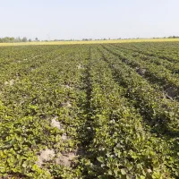 نهال توت فرنگی سابرینا