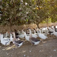 جوجه غاز|حیوانات مزرعه|اصفهان, کوی امام|دیوار