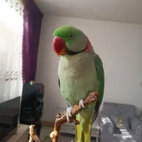 شاه طوطی مولد سخنگو|پرنده|سبزوار, کهنه آب|دیوار