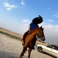 فروش مادیان چهار ساله کرد|اسب و تجهیزات اسب‌سواری|اصفهان, رزمندگان|دیوار