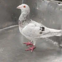 کبوتر هفترنگ