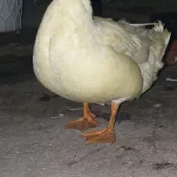 اردک