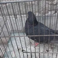 کبوتر زاغ پرشی|پرنده|گلپایگان, |دیوار