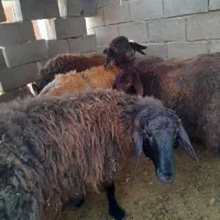 بره ماده گله گرد|حیوانات مزرعه|مشهد, انصار|دیوار