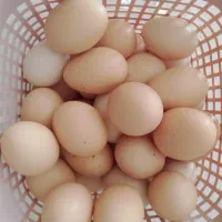 تخم مرغ خانگی