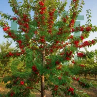 نـهال آلــبالو مجار مقاوم پربار و اقتصادی|خدمات باغبانی و درختکاری|محمدیه-قزوین, |دیوار