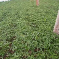 نشا گوجه|خدمات باغبانی و درختکاری|زنجان, |دیوار