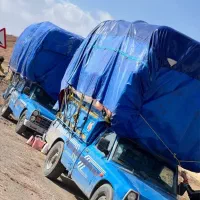 کاه‌نرم‌‌وسفید‌دیم