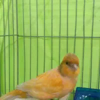 جوجه قناری ماده ابلغ پرتقالی (اسلامشهر)|پرنده|اسلامشهر, شهرک مفیدی|دیوار