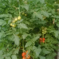 به چهار نفر آقا جهت کار در گلخانه نیازمندیم