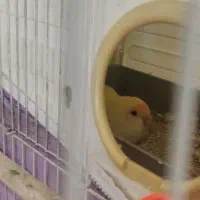 طوطی کوتوله