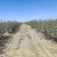 اجاره باغ پسته فندقی|اجارهٔ کوتاهمدت ویلا و باغ|سیرجان, |دیوار