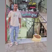 برنج طارم هاشمی|خوردنی و آشامیدنی|سبزوار, مدرس|دیوار