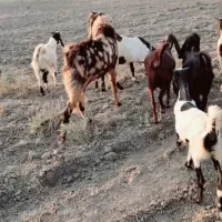 یک جفت نر بز خیلی عالی معاوضه با گوسفند هم داریم