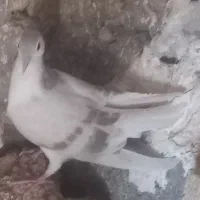 کبوتر ساده عویدی
