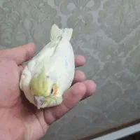 چهار جفت عروس هلندی رو تخم و جوجه|پرنده|قم, ارم|دیوار