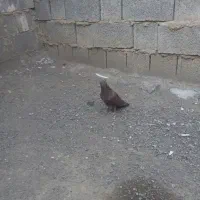 کبوتر کرز.فروشی