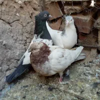 کبوتر نروماده اطراف زرند|پرنده|کرمان, |دیوار