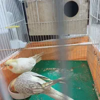 جفت مولد عروس هلندی